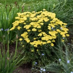 FIREFLY SUNSHINE YARROW -Happy Planter Shop DETA 4093