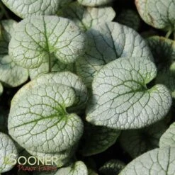 QUEEN OF HEARTS BRUNNERA -Happy Planter Shop DETA 4100