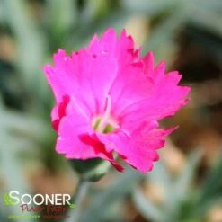 PAINT THE TOWN MAGENTA DIANTHUS 8 PAINT THE TOWN MAGENTA DIANTHUS -Happy Planter Shop DETA 4107