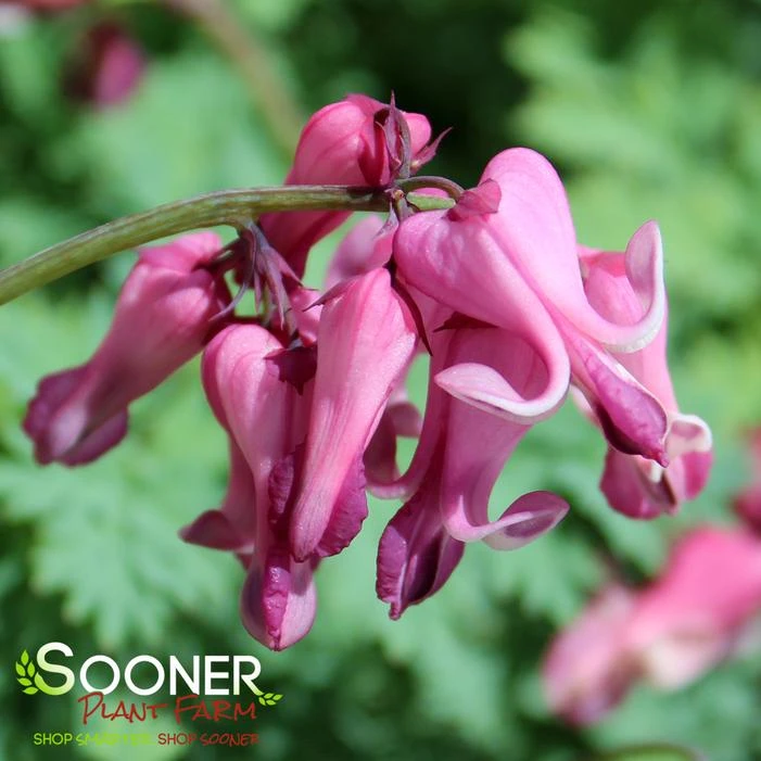 PINK DIAMONDS BLEEDING HEART 1 PINK DIAMONDS BLEEDING HEART