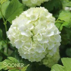 EASTERN SNOWBALL VIBURNUM 5 EASTERN SNOWBALL VIBURNUM -Happy Planter Shop DETA 411