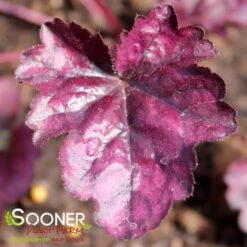 DOLCE® WILDBERRY CORAL BELLS -Happy Planter Shop DETA 4123