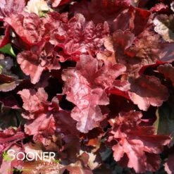 PRIMOĀ® MAHOGANY MONSTER CORAL BELLS