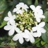 SUMMER SNOWFLAKE DOUBLEFILE VIBURNUM