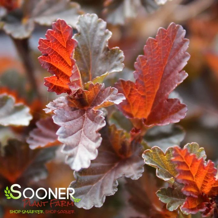 FIRESIDE® NINEBARK 1 FIRESIDE® NINEBARK