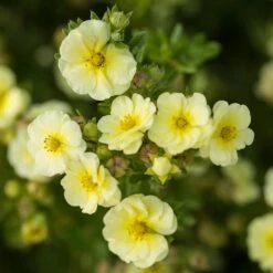 LEMON MERINGUE™ POTENTILLA -Happy Planter Shop DETA 4198
