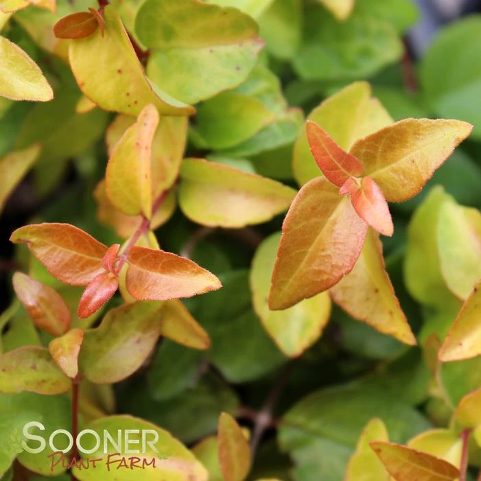 PEACH PERFECTION® ABELIA 1 PEACH PERFECTION® ABELIA