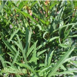 FINE LINE® BUCKTHORN -Happy Planter Shop DETA 423