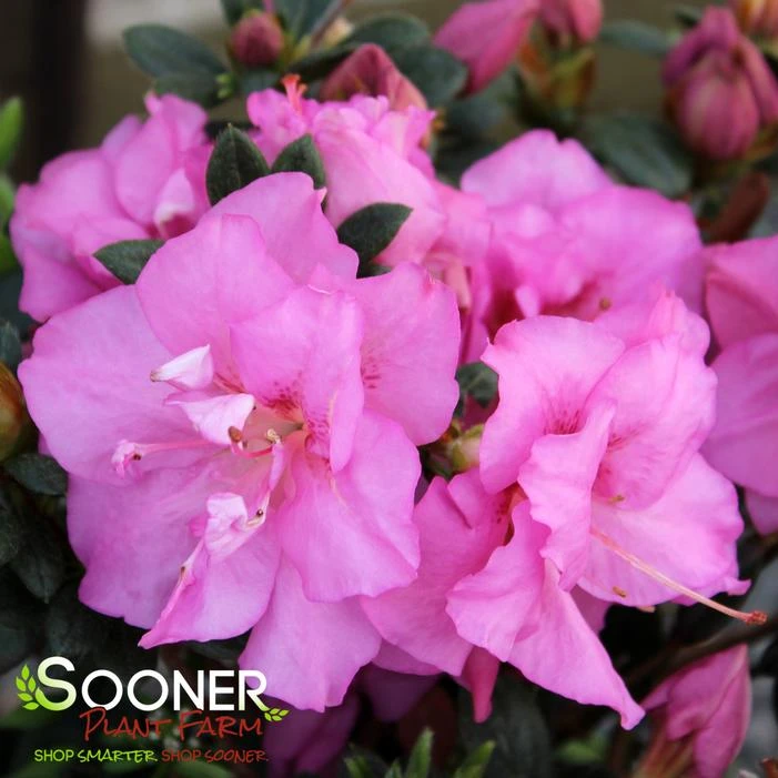 PERFECTO MUNDO® DOUBLE PURPLE AZALEA 1 PERFECTO MUNDO® DOUBLE PURPLE AZALEA