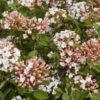 SPICE ISLAND™ VIBURNUM