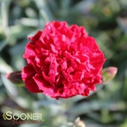 SCENT FIRSTĀ® PASSION DIANTHUS