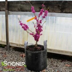 DON EGOLF MINIATURE REDBUD -Happy Planter Shop DETA 430