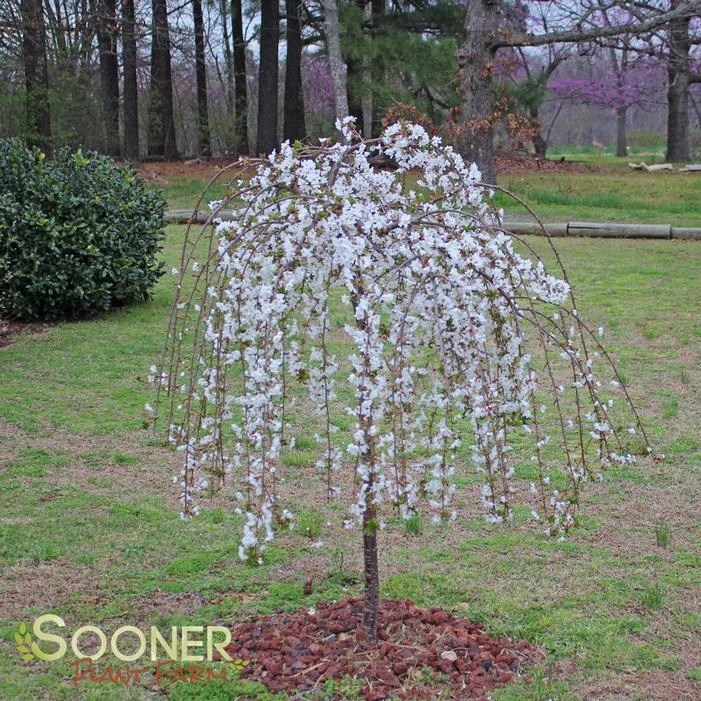 SNOW FOUNTAIN WEEPING FLOWERING CHERRY 2 SNOW FOUNTAIN WEEPING FLOWERING CHERRY - Image 2