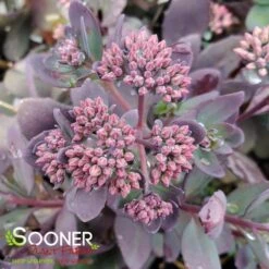 SUNSPARKLER® PLUM DAZZLED SEDUM -Happy Planter Shop DETA 4348