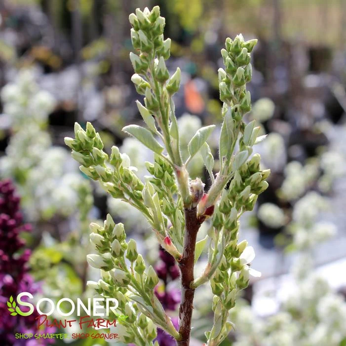 REGENT SERVICEBERRY 1 REGENT SERVICEBERRY