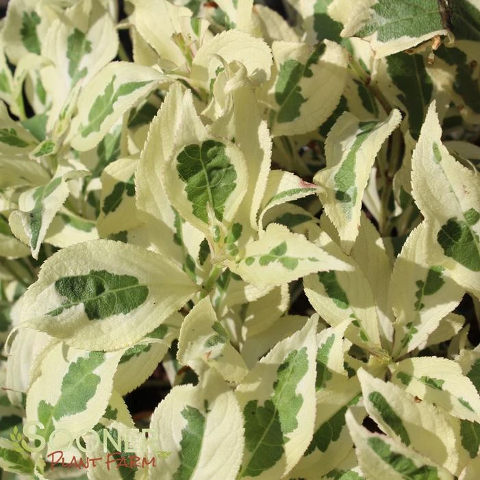 MY MONET® WEIGELA 2 MY MONET® WEIGELA - Image 2