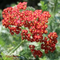 SASSY SUMMER SUNSET YARROW
