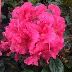 PERFECTO MUNDO® DOUBLE DARK PINK AZALEA -Happy Planter Shop DETA 4431