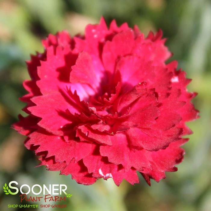 PRETTY POPPERS™ ELECTRIC RED DIANTHUS 2 PRETTY POPPERS™ ELECTRIC RED DIANTHUS - Image 2