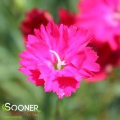 PAINT THE TOWN RED DIANTHUS -Happy Planter Shop DETA 4548