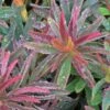 BONFIRE EUPHORBIA