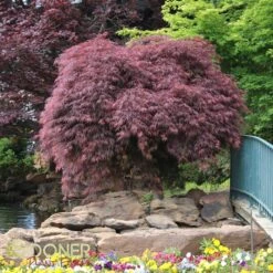 CRIMSON QUEEN WEEPING JAPANESE MAPLE -Happy Planter Shop DETA 46