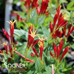 LITTLE REDHEAD INDIAN PINK