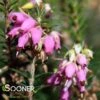 PIRBRIGHT ROSE HEATHER