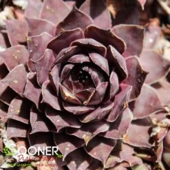 CHICK CHARMS® GRAPE GALAXY™ HENS & CHICKS