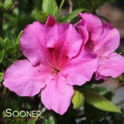 AUTUMN ROYALTY® ENCORE® AZALEA -Happy Planter Shop DETA 467