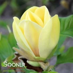 BUTTERFLIES MAGNOLIA