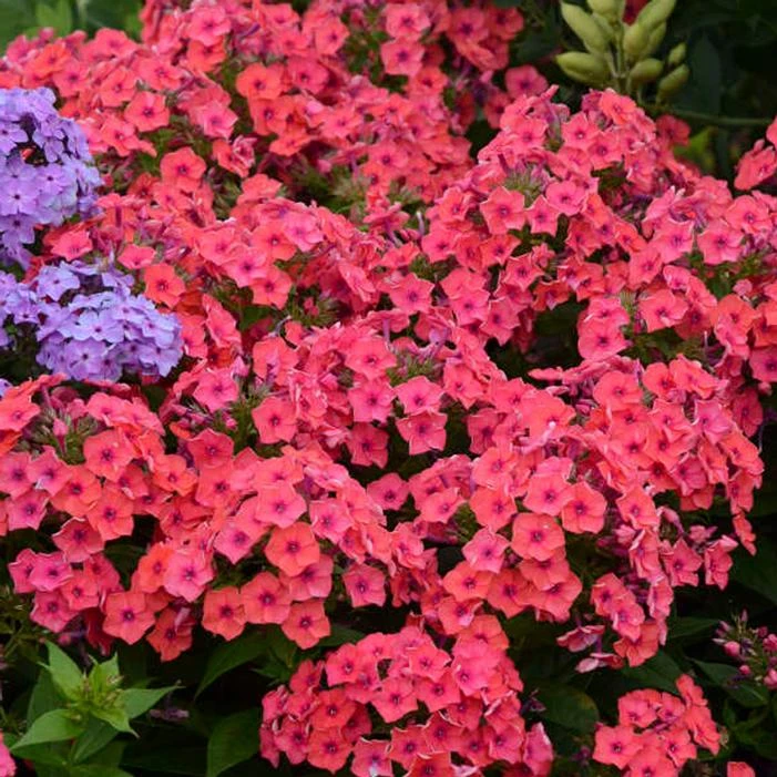 FLAME® CORAL IMPROVED GARDEN PHLOX 1 FLAME® CORAL IMPROVED GARDEN PHLOX