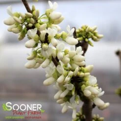 WHITE CHINESE REDBUD 7 WHITE CHINESE REDBUD -Happy Planter Shop DETA 4777
