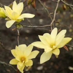 GOLD STAR PYRAMIDAL MAGNOLIA