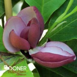 Featured Products 3 TINKERBELLE MAGNOLIA