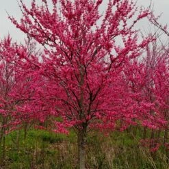 TENNESSEE PINK REDBUD -Happy Planter Shop DETA 4802