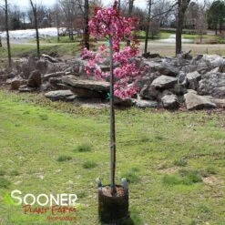 SHOW TIME™ CRABAPPLE 5 SHOW TIME™ CRABAPPLE -Happy Planter Shop DETA 4906