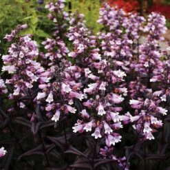 DAKOTA⢠BURGUNDY BEARDTONGUE