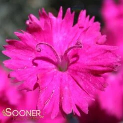 NEON STAR DIANTHUS 7 NEON STAR DIANTHUS -Happy Planter Shop DETA 496