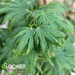 GREEN ELF DWARF UPRIGHT JAPANESE MAPLE -Happy Planter Shop DETA 4990