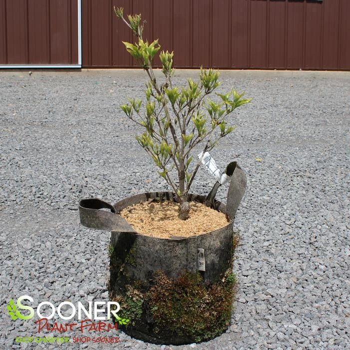 LITTLE PONCHO DWARF KOUSA DOGWOOD 1 LITTLE PONCHO DWARF KOUSA DOGWOOD