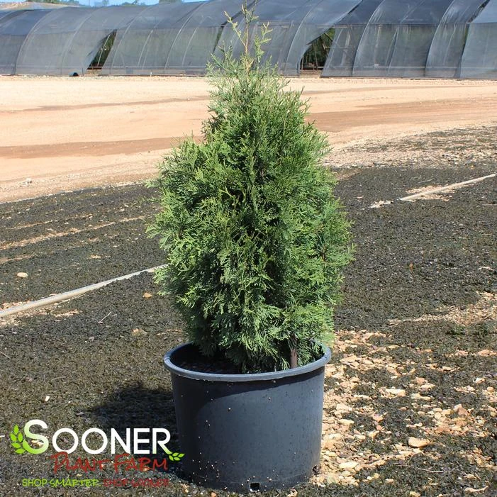 SLENDER GIANT™ ARBORVITAE 1 SLENDER GIANT™ ARBORVITAE