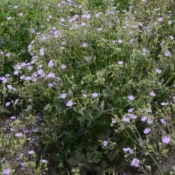 CRANE DANCE WILD GERANIUM