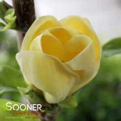 Featured Products 13 YELLOW BIRD MAGNOLIA