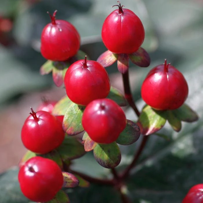 HYPERBERRIES MAROON ST. JOHN'S WORT 1 HYPERBERRIES MAROON ST. JOHN'S WORT