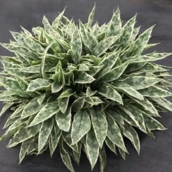 RASPBERRY FROST LUNGWORT -Happy Planter Shop DETA 5116