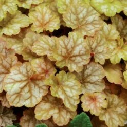 GINGER ALE CORAL BELLS -Happy Planter Shop DETA 515
