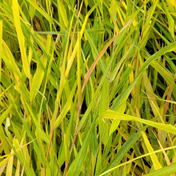 BENI KAZE JAPANESE FOREST GRASS 2 BENI KAZE JAPANESE FOREST GRASS - Image 2