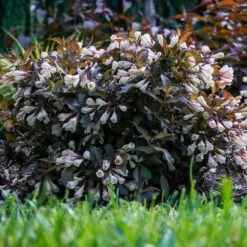 AFTERGLOW™ WEIGELA -Happy Planter Shop DETA 5195