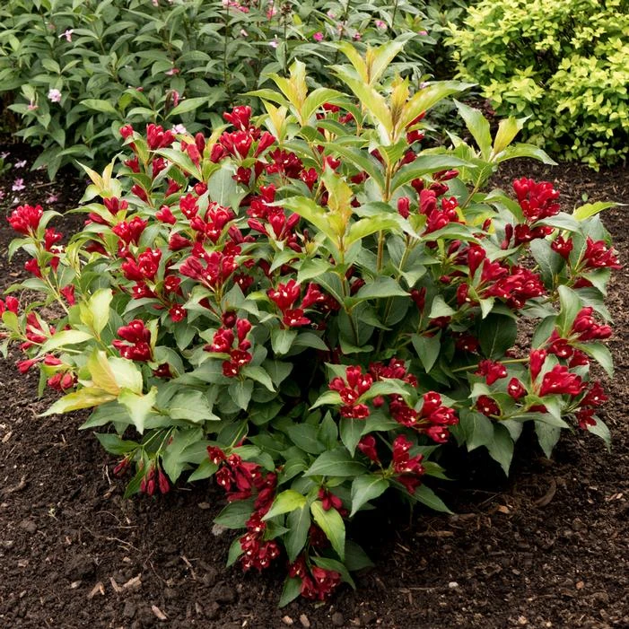MAROON SWOON™ WEIGELA 2 MAROON SWOON™ WEIGELA - Image 2